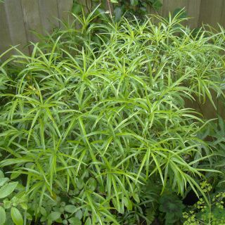 Pittosporum illicioides var. angustifolia