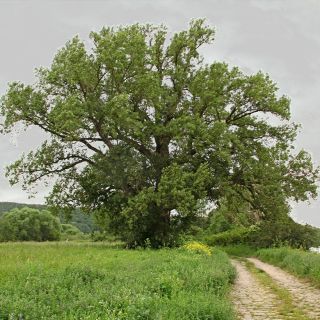 Populus nigra - Peuplier noir