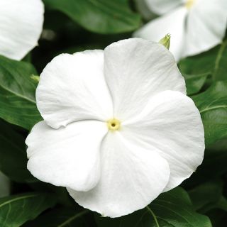 Pervenche de Madagascar Titan F1 White - Catharanthus roseus