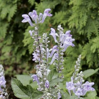 Scutellaria Incana, Scutellaire