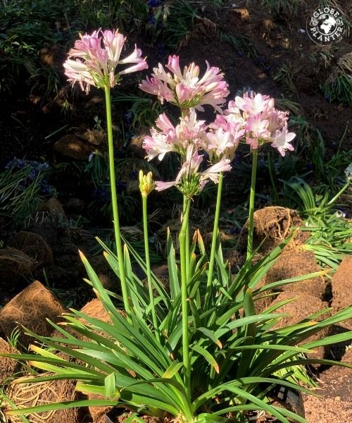 AGAPANTHE BLUSH PINK