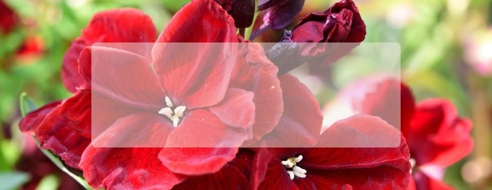 Comment protéger les fleurs et plantes en hiver, voile d'hivernage, paille…  ? - Blog Serresvaldeloire