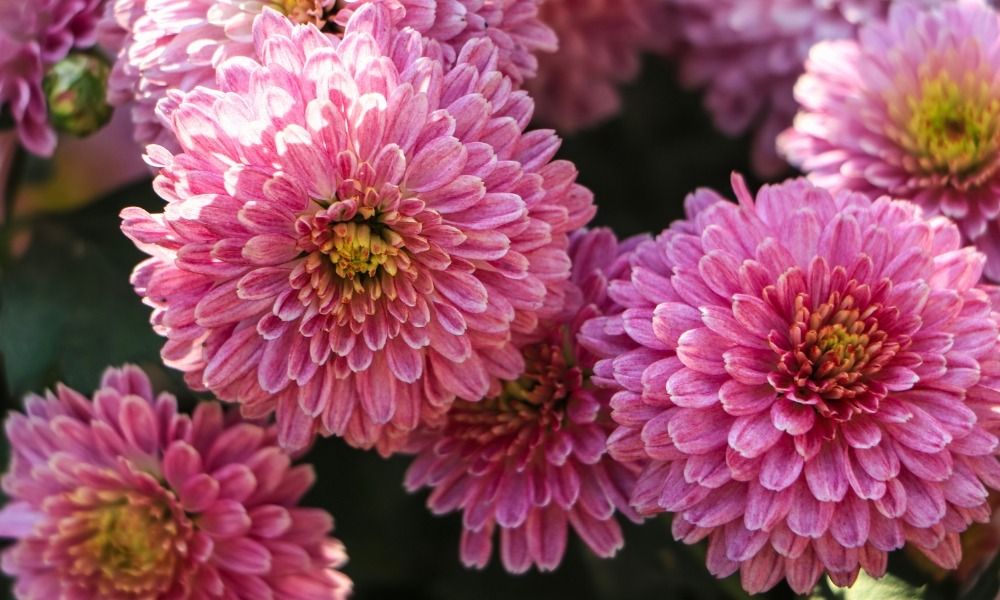 Chrysanthèmes des jardins