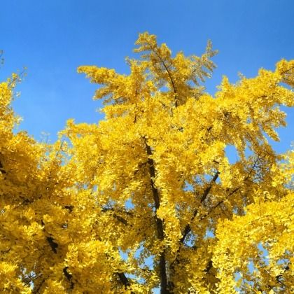 Choisir un Ginkgo biloba : notre guide d'achat