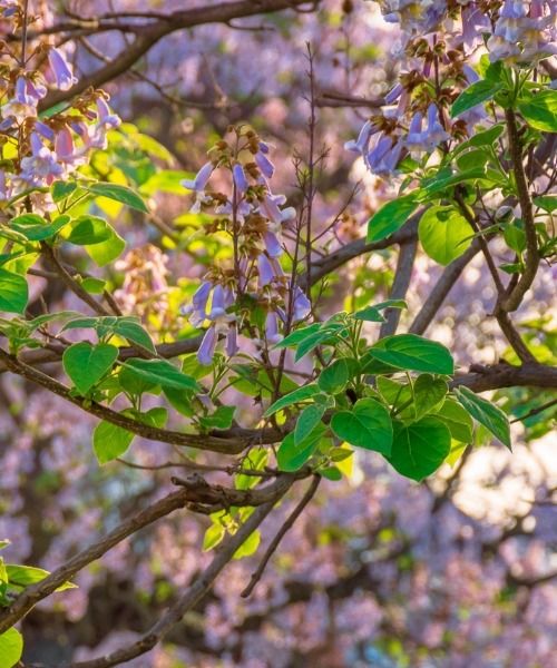 Le Paulownia tomentosa est à 10€ seulement !