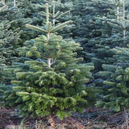 Comment replanter le sapin de Noël au jardin ?