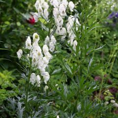 Aconit blanc - Aconitum napellus Schneewittchen