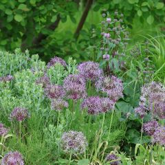 Ail d'ornement Etoile de Perse - Allium christophii ou albopilosum