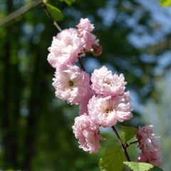 Amandier à fleurs - Prunus triloba Multiplex