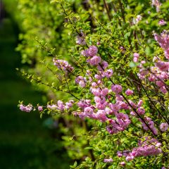 Amandier à fleurs - Prunus triloba 