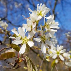 Amelanchier lamarckii - Amélanchier de Lamarck