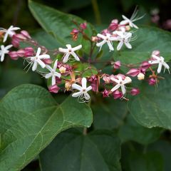 Arbre de la chance - Clerodendrum trichotomum, clérodendron