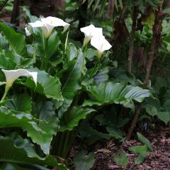 Arum ou Calla blanc - Zantedeschia aethiopica