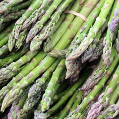 Asperge sélection Lima Verte en griffes - Asparagus officinalis
