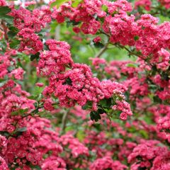 Aubépine - Crataegus laevigata Paul's Scarlet