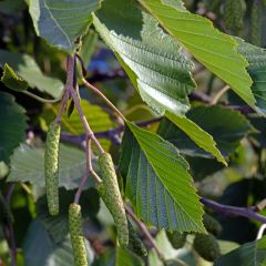 Aulne blanc - Alnus incana