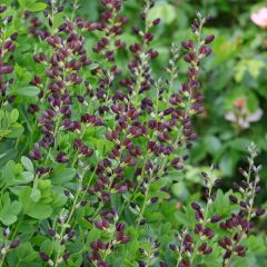 Baptisia Dutch Chocolate - Lupin indigo pourpre brunâtre