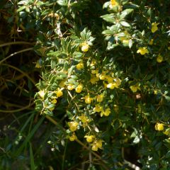 Berberis frikartii Amstelveen - Epine-vinette de Frikart.