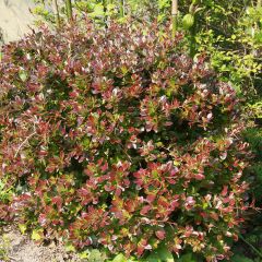 Berberis media Red Jewel - Epine-vinette