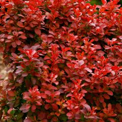 Berberis thunbergii Orange Rocket - Epine-vinette