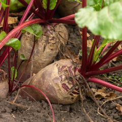 Betterave Crapaudine - Beta vulgaris