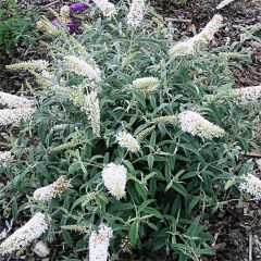 Buddleia davidii White Ball