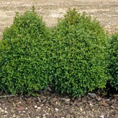 Buis bordure - Buxus sempervirens