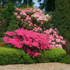 Buis de haie - Buxus sempervirens Suffruticosa en godet