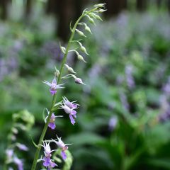 Calanthe reflexa - Orchidée vivace