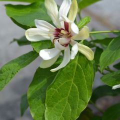 Calycanthus Venus - Arbre aux anémones