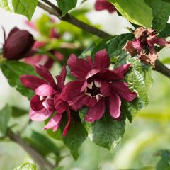 Calycanthus raulstonii Aphrodite - Arbre aux anémones.