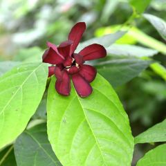 Calycanthus raulstonii Hartlage Wine - Arbre aux anémones