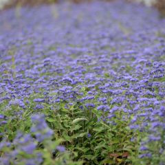 Caryopteris Grand Bleu - Spirée bleue 