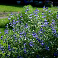 Caryopteris clandonensis Heavenly Blue - Spirée bleue