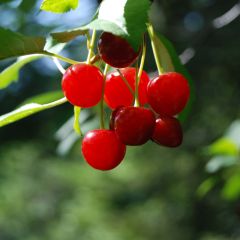 Cerisier nain Cherry Boop