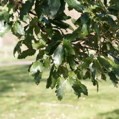 Chêne de Turner - Quercus turneri pseudoturneri