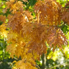 Chêne des marais - Quercus palustris