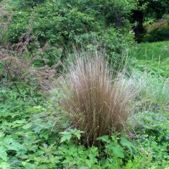 Chionochloa rubra