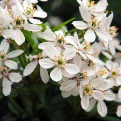 Choisya ternata - Oranger du Mexique