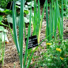 Ciboule Oignon Tige Ishikura Long White