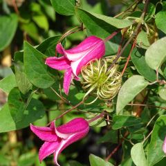 Clématite - Clematis texensis Princesse Diana