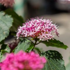 Clerodendrum bungei - Clérodendron de Bunge