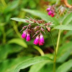 Consoude rouge  - Symphytum rubrum