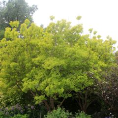 Cotinus coggygria Golden Spirit - Arbre à Perruques Doré