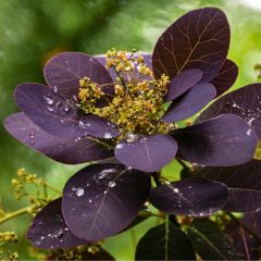 Cotinus coggygria Royal Purple - Arbre à perruque 