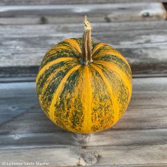 Courge Lady Godiva Bio - Ferme de Sainte Marthe