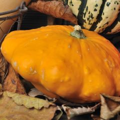 Courge Pâtisson Orange Bio - Ferme de Sainte Marthe