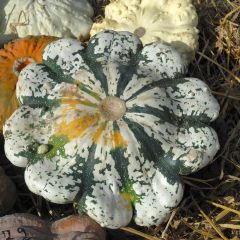 Courge Pâtisson Vert Panaché de Blanc