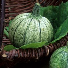 Courgette de Nice à fruit rond Bio - Ferme de Sainte Marthe