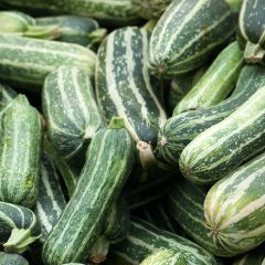 Courgette non coureuse d'Italie - Vilmorin